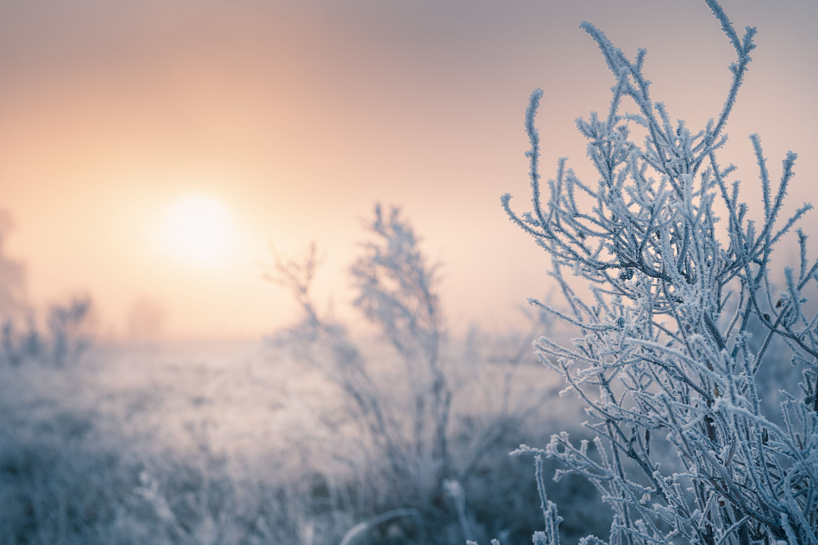Frosted plants on the forest meadow at sunset.